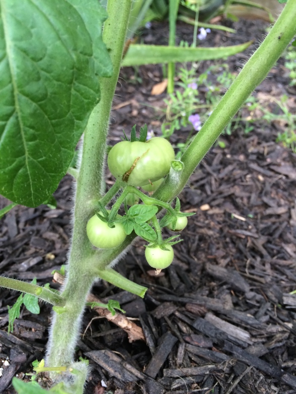 Early fruiting tomato